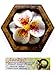 Jittasil Hand-Carved Soap Flower, White Lily Gift-Set in Wood Case, 4