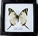 INSECTFARM Framed Real Beautiful Fivebar Swordtail Butterfly Collection Gift Display Insect Taxidermy - BTF01J2