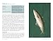 Sea Fishing: River Cottage Handbook No.6