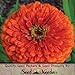 Package of 250 Seeds, Dahlia Flowered Zinnia - Giant Orange (Zinnia elegans) Non-GMO Seeds by Seed Needs