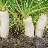 Outsidepride Daikon Radish Cover Crop Seed - 5 lbs