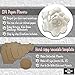Paper Flower Template Kit Peony Small to Large Flowers