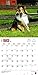 Shetland Sheepdogs 2016 Square 12x12