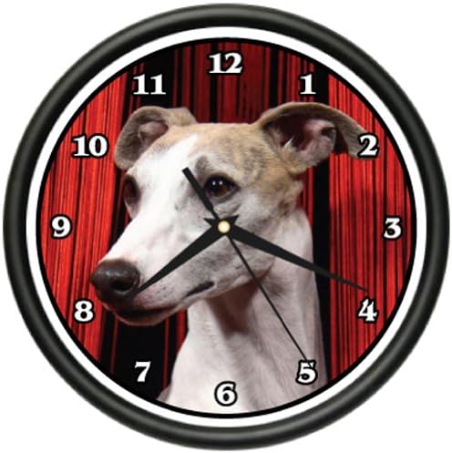 whippet looking for a home