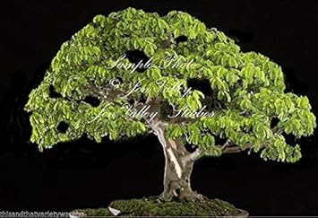 Samanea Saman Singe Pod Arbre Graines Exotiques Rose Puff