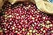 Paradise Mountain Organic Coffee, Thailand Dark Roast, USDA Certified Organic, Direct Trade, Whole Bean Coffee 16oz