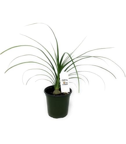 buy a zz plant ZZ Plant: Easy Live Houseplant - (6 Pot)  Easy Plant Care  Zamioculcas  Zamiifolia - Low Maintenance House Plant for Home & Office