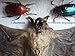 REAL Multiple INSECTS BEETLES Scorpion Cicada Bat Spider Taxidermy Collection Display in Wooden Box