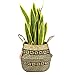 LEEPES Large Natural Woven Seagrass Plant Basket Tote Belly Basket for Storage,Laundry, Picnic,Plant Pot Cover,and Beach Bag Home Decor(10