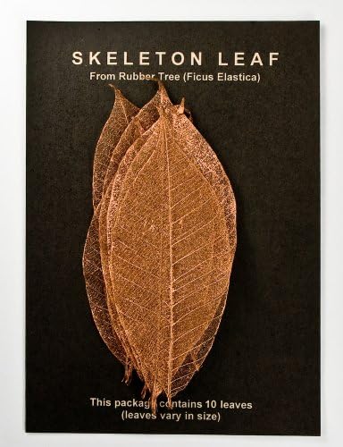 Copper Rubber Tree Leaves - Pack of 10 Skeleton Leaves