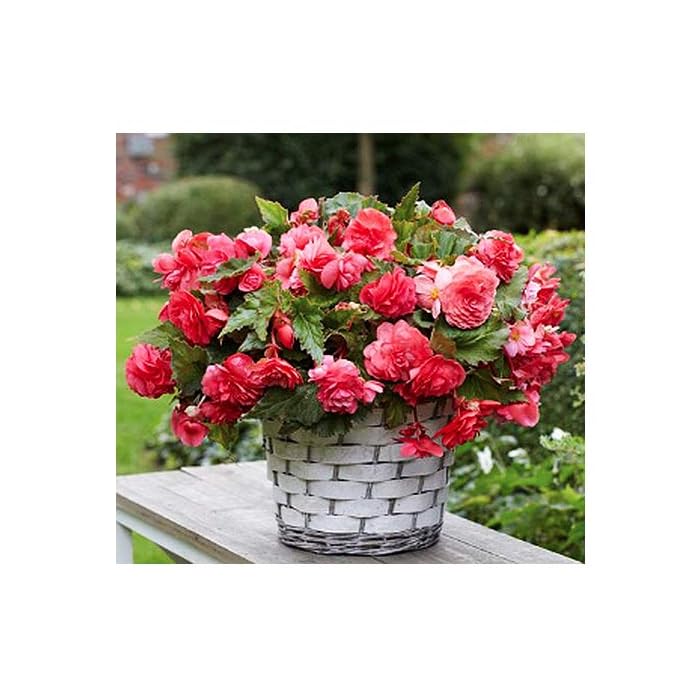 Buy 1 Pink Delight Large Begonia Corm/Bulb Beautiful in Ground or in