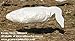 Sillosocks ECONO Snow Goose Decoys 1 dz. (SS1005) by Sillosock Decoys