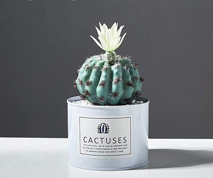 Stauely Succulent Cactus Potted Fake Cute Creative Living Room Desk Office Simulation Green Plant Bonsai 10 10 18cm Amazon Co Uk Kitchen Home