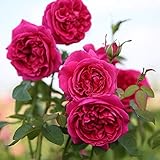 100 Pcs Climbing Colorful Rose Flowers Seeds for