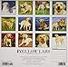 Just Yellow Labs 2019 Wall Calendar (Dog Breed Calendar)
