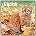 Ginger Cats 2017 Square (Multilingual Edition)