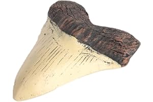 Jkowueom Megalodon Tooth Fossil Giant Tooth Megalodon Tooth Resin Replica