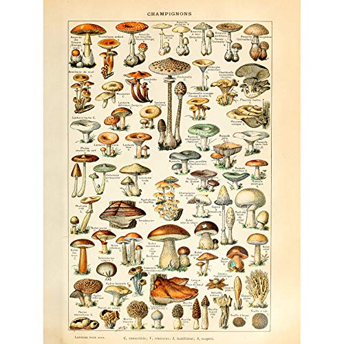 Artery8 Millot 19th Century Mushrooms Encyclopedia Page Art Print Canvas Premium Wall Decor Poster Mural