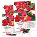 Seed Needs, Cherry Rose Nasturtium (Tropaeolum Minus) Twin Pack of 110 Seeds Each primary