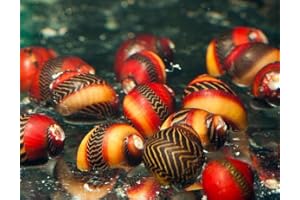 Swimming Creatures™ Assorted Red-Racer Nerite Snail, Freshwater Aquarium Snail Live (3count)