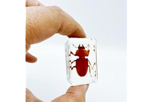 BETENSH Various Cute Resin Insects, Insect Specimens，Resin Preservation, Resin Amber for Children's Science Education, Collection (Gold Catalpa Beetle)