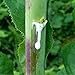 Wild Lettuce Seeds (Lactuca virosa) 50+ Rare Medicinal Herb Seeds in FROZEN SEED CAPSULES for the Gardener & Rare Seeds Collector, Plant Seeds Now or Save Seeds for Years