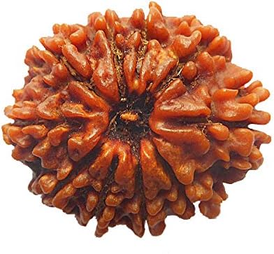 AstroSage Dus Mukhi / Ten Faced Rudraksha