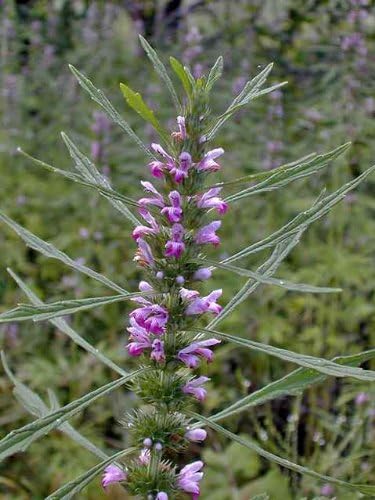 50 MOTHERWORT (Lions Tail / Heartwort) Leonurus Cardiaca Herb Flower Seeds