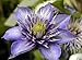Multi Blue Clematis - NEW! - Navy Blue Double Flower - 2.5" Pot