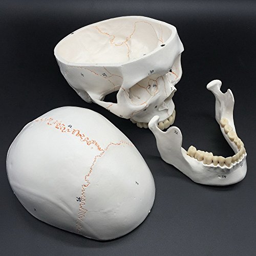 image for Maymii Numbered Human Skull Head Anatomical Teaching Education Model, 