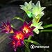 Homestarry Solar Garden Lights Outdoor, 2 PCS Solar Powered Lights with 8 Lily Flower, Multi-Color Changing LED Solar Stake Lights for Garden, Patio, Backyard (Purple/White)