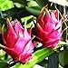 Food to Live Organic Dried Red Dragon Fruit, 8 Ounces - Pitahaya, Non-GMO, Kosher, Unsweetened, Unsulfured, Healthy Snack, Bulk