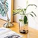 PLAFUETO Creative Glass Fish Tank Ecological Aquarium for Desk Office Table Living Room Bedroom Home Decorthumb 3