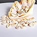 150pcs Natural Spiral Shell Beads Sea Shells Beach Seashells Cowrie Shells Beads for DIY Craft Jewelry Making Accessories