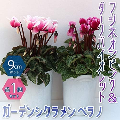 Amazon Co Jp ガーデンシクラメン ベラノ フジネオンピンク ダークバイオレット2色セット 9cmロングポット苗 品種で選べる花苗 ピンク1個 バイオレット1個 合計2個セット まだ流通量の少ないレア新品種の2色セットです 途切れず発色の良い花が次から次へと上がっ