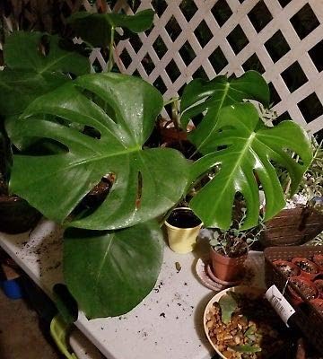 1 Monstera Deliciosa, Swiss Cheese Plant. Rooted Live Plant, Not Cutting.