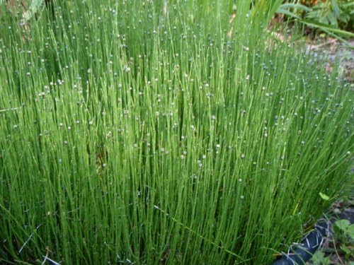 Dwarf Horsetail (Equisetum scirpoides var. striatum) by GARDENSOYVEY