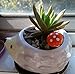 Cute Hedgehog Flower Pot -- Mini Ceramic Planter for Succulents -- Yellow/Green