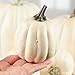 Factory Direct Craft Collection of 7 Assorted Harvest Off White Artificial Pumpkins for Halloween, Fall and Thanksgiving Decorating