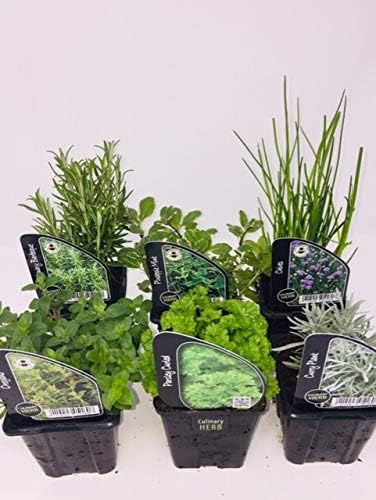 6 plantas de hierbas, incluyendo hierbas como romero, cilantro ...