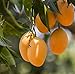 Food to Live Dried Diced Mango, 2 Pounds Sweetened, Unsulfured, Sulfite Free Chunks, No Added Color, No Artificial Flavors, Kosher Tropical Fruit, Vegan, Bulk