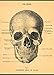 CAVANILLI & CO. Cavallini Decorative Wrap Poster, The Skull, 20 x 28 inch Italian Archival Paper (WRAP/SKULL)