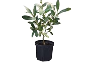 HILROQG Bay Leaf Plant Live, Bay Laurel Tree Live Plants, 1 Year Old, 4" Pot, Sweet Bay Laurus Nobilis Live Plant for Planting Indoor Outdoor Garden