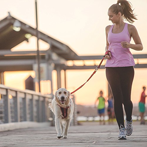 EzyDog Handy 48 Bungee Dog Leash The Best HandsFree Running Leash