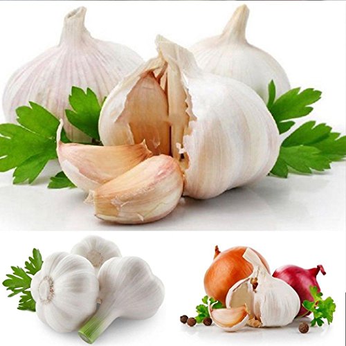 Afco 200 Pcs Herb Garlic Seeds Organically Grown Vegetable Balcony Bonsai Wonderful Gardening Gifts