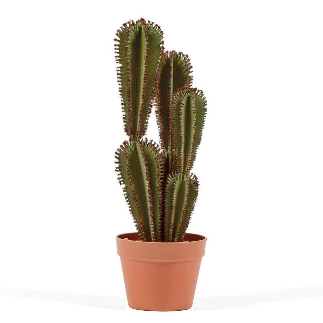 Catral Cactus Euphorbia SUZANNAE, Green, 90 cm