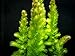 Aquatic Arts Live Hornwort Plant - 2 Extra Large Bunches of Pond Plants Over 10 Stems