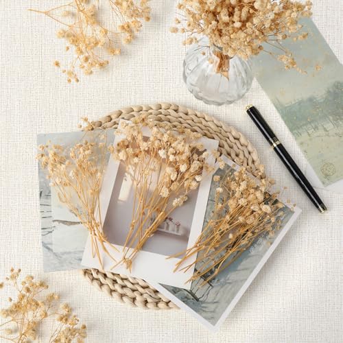 100 Pieces Dried Flowers, Natural Dried Flowers, Fade Resistant, Mini Dried Gypsophila for Botanical Specimens, Photo Frames, Nail Art (Champagne)