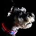 Pet Industries Metal Buckle LED Dog Collar, USB Rechargeable, Available in 7 Colors & 4 Sizes (X-Small [10-13.5