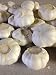 Garlic Bulb, California Softneck, 6 Bulbs, Planting or Eating primary